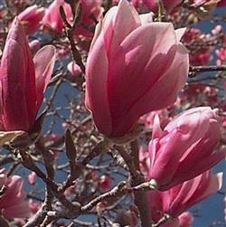 Magnolia soulangiane