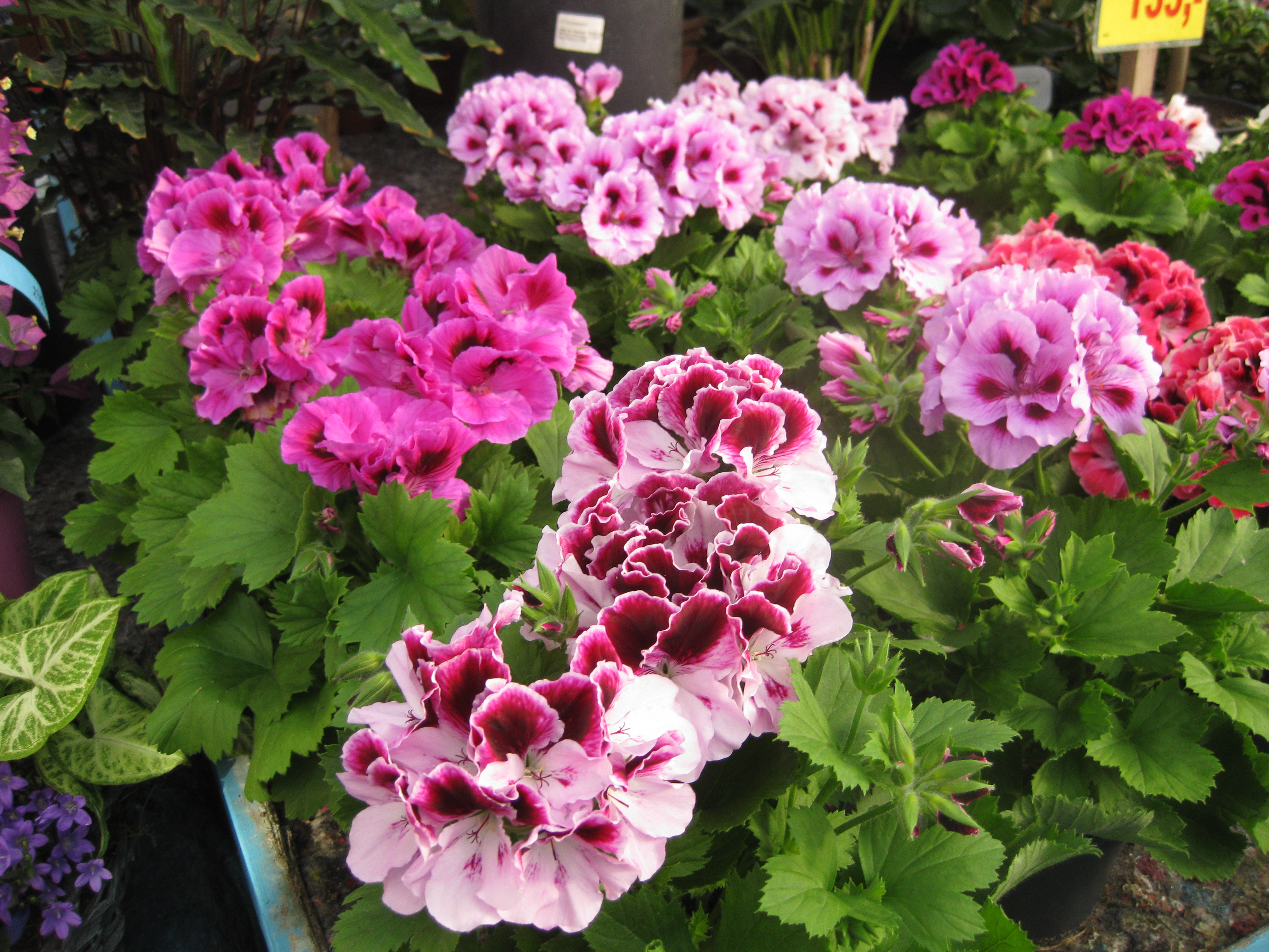 Store grnne planter til stuen. elegant top populre planter i with ...
