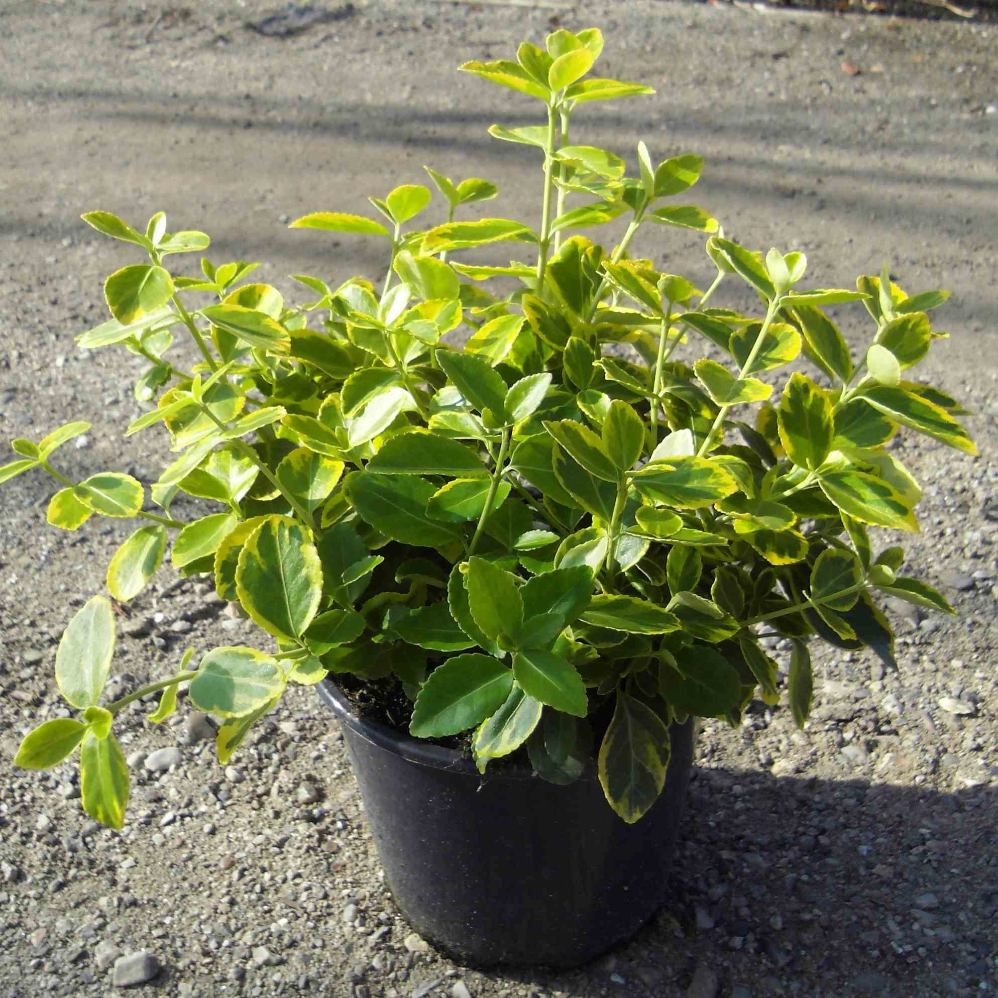 Euonymus 'Canadale Gold'