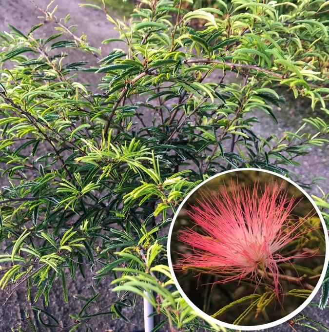 calliandra-dixie-pink-_samkopi