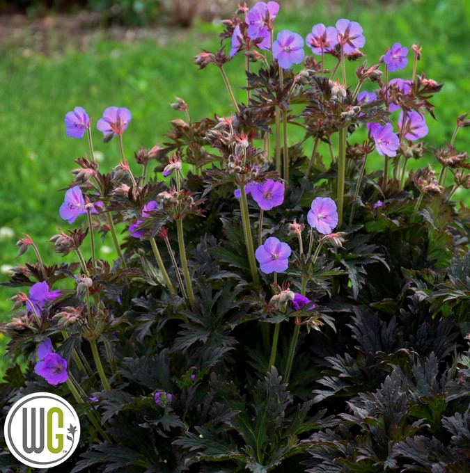 geranium-boom-chocolatta_wg_gcplant