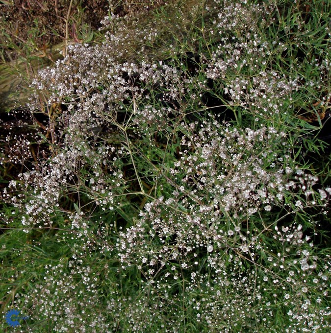 Гипсофила паникулята роуз. Gypsophila paniculata Snowflake. Гипсофила в дикой природе. Гипсофилы Эстетика.