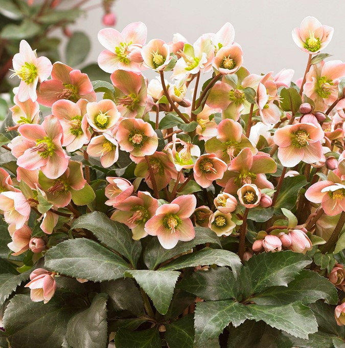 helleborus-angel-glow_pro