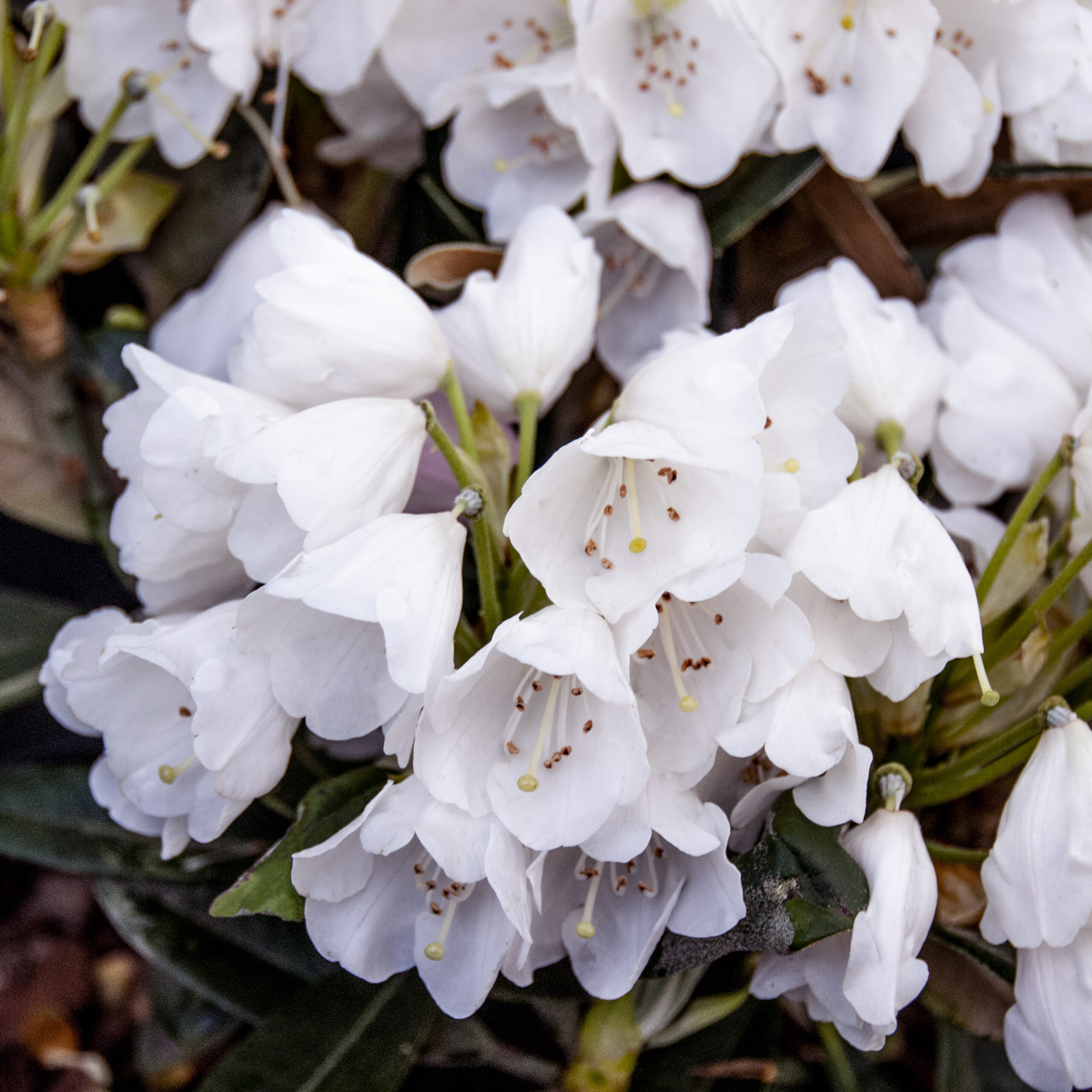 rhododendron_queen_bee-96012171_1zICTyFwUjflUQ