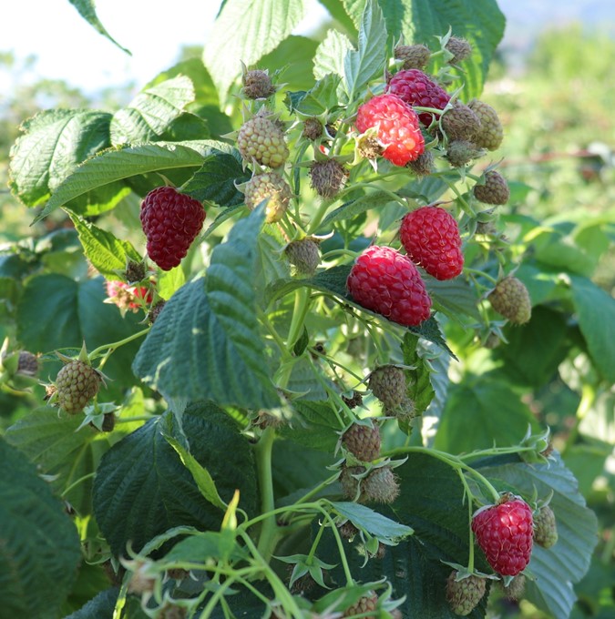 rubus-schlaraffia-plentiful-1