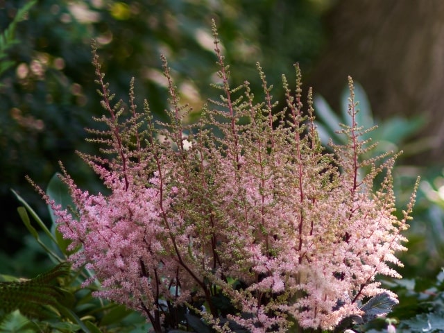 astilbe-spotlight-gcplant
