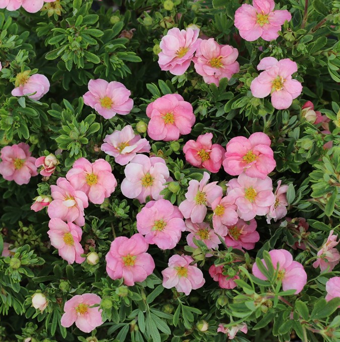 potentilla-frut-lovely-pink_gc-shop-3