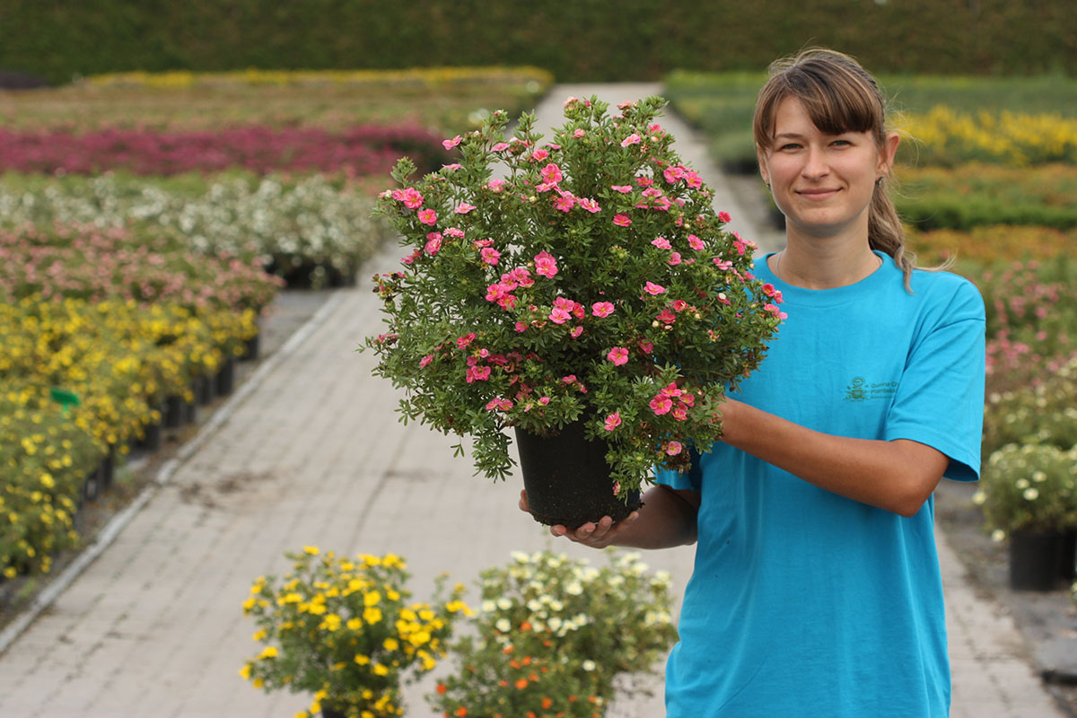 Potentilla