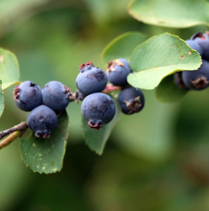 amelanchier-alnifolia_baer_wiki