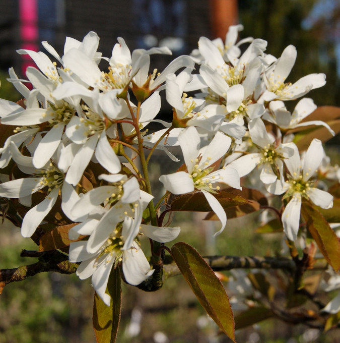 SONY DSC