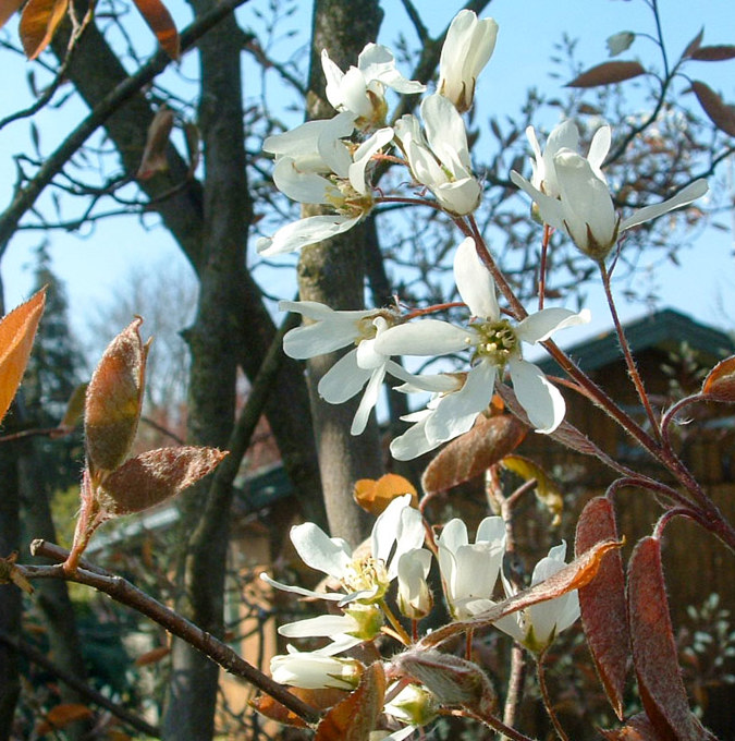 amelanchier-spicata_gc-shop