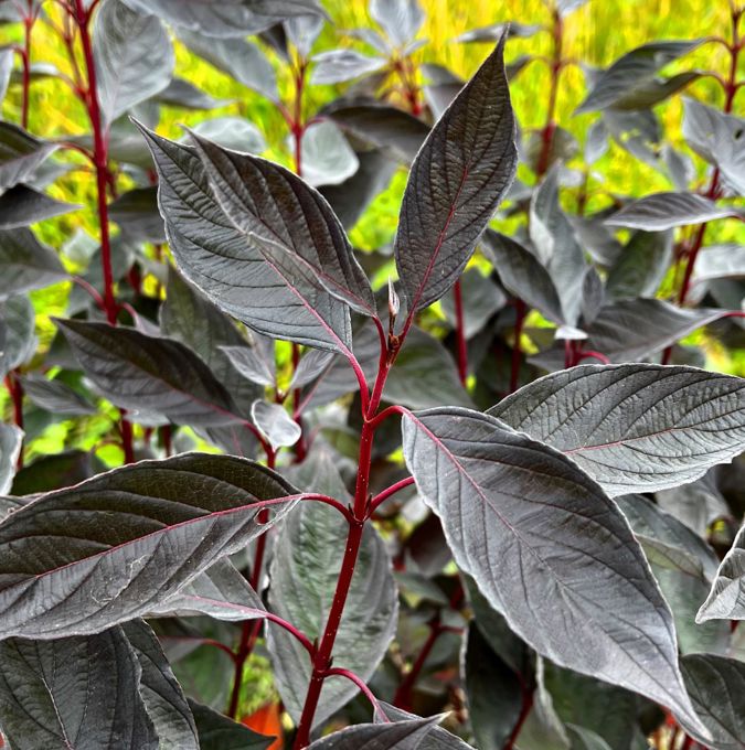 cornus-nightfall-plantipp