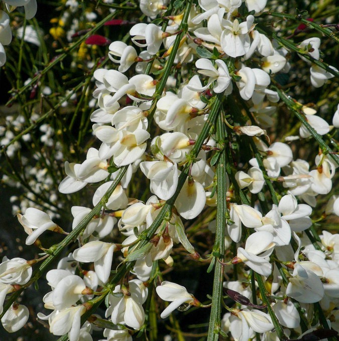 cytisus-praecox-albus_kap