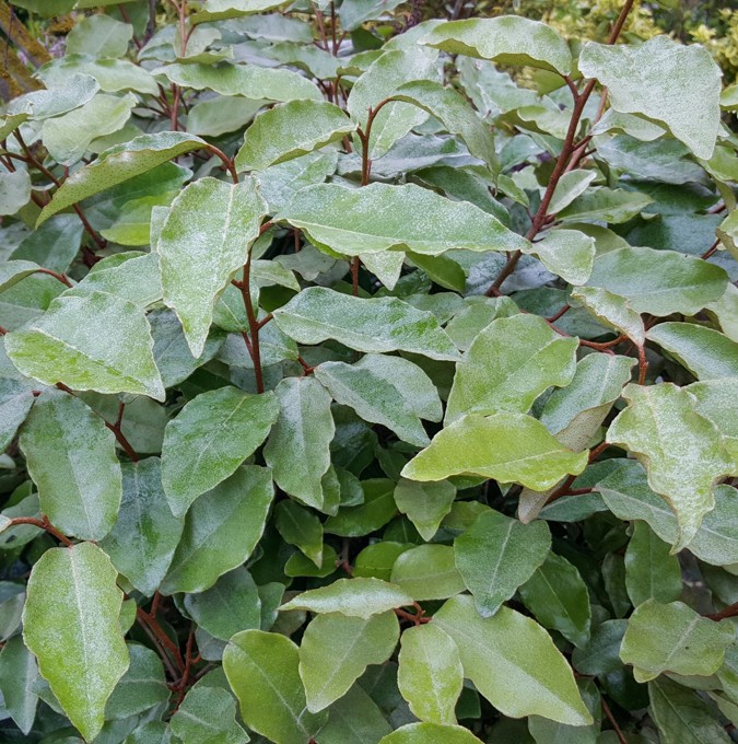 elaeagnus-ebbingei_gc-shop