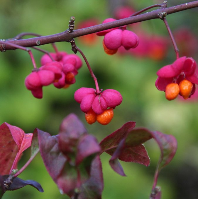 euonymus-europaeus-red-cascade_0414_gc-shop