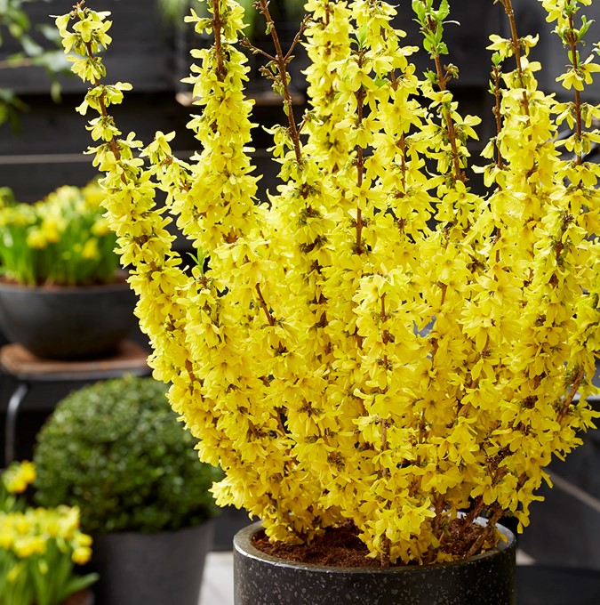 forsythia-mikador_13_plantipp_ett