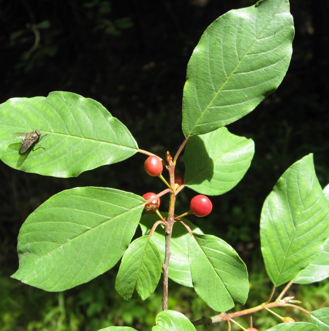 frangula_leaf-3328279_pixa