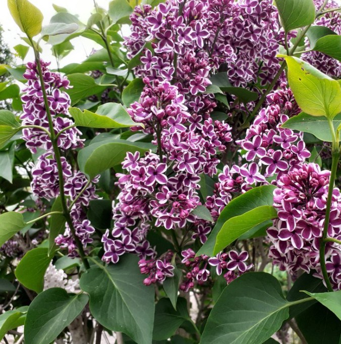syringa-sensation_9975_gc-shop