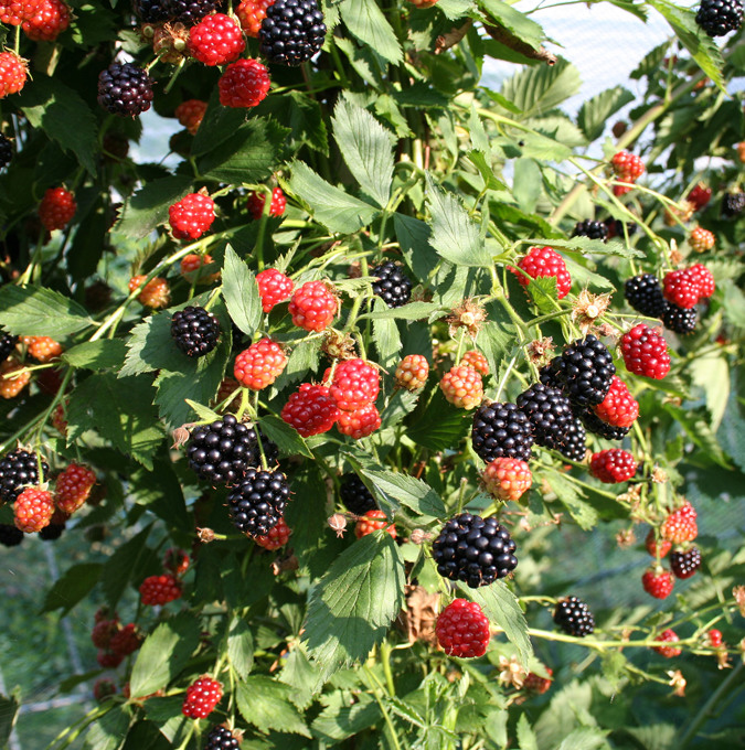 rubus-navaho-summerlong-7_gasa